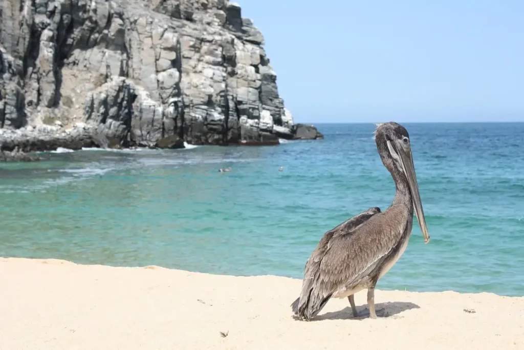 Mexico Islands Near Cancun: Ferry Prices & Times Guide wildlife beauty of holbox island