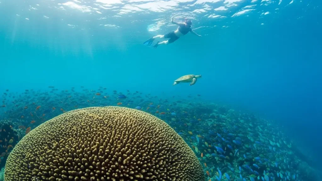 25 Best Things to Do in Puerto Morelos, Quintana Roo, Mexico In 2025 Snorkel in Puerto Morelos